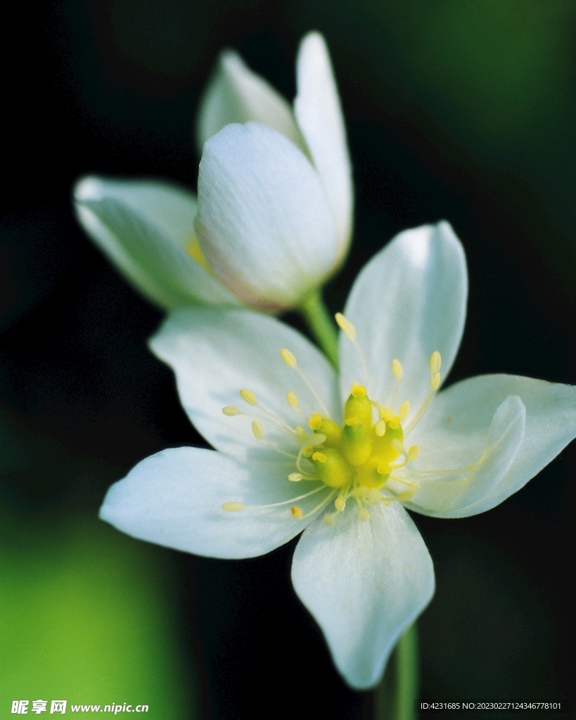 花草