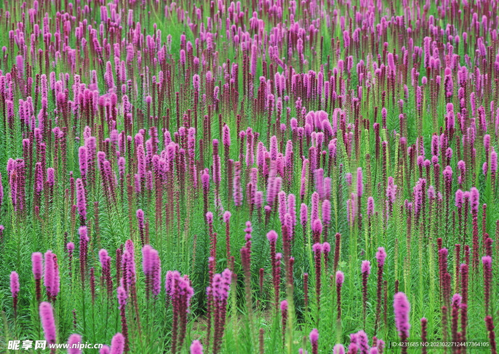 花海