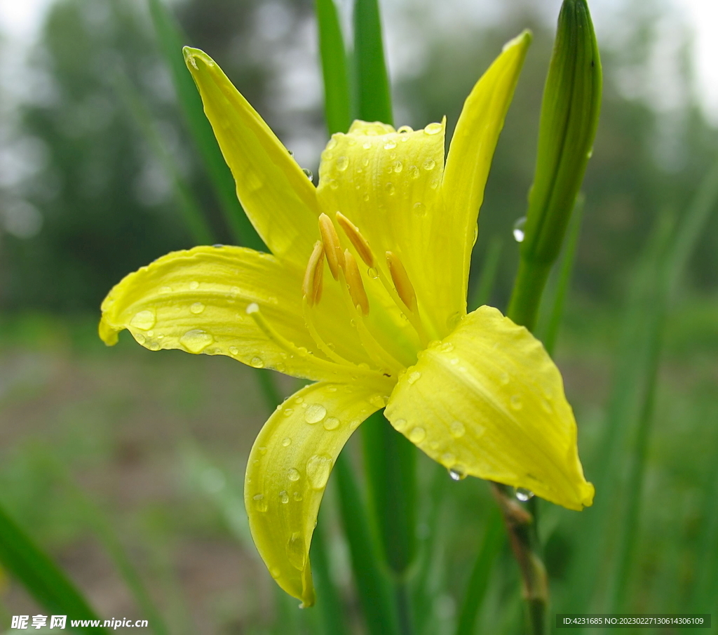 花