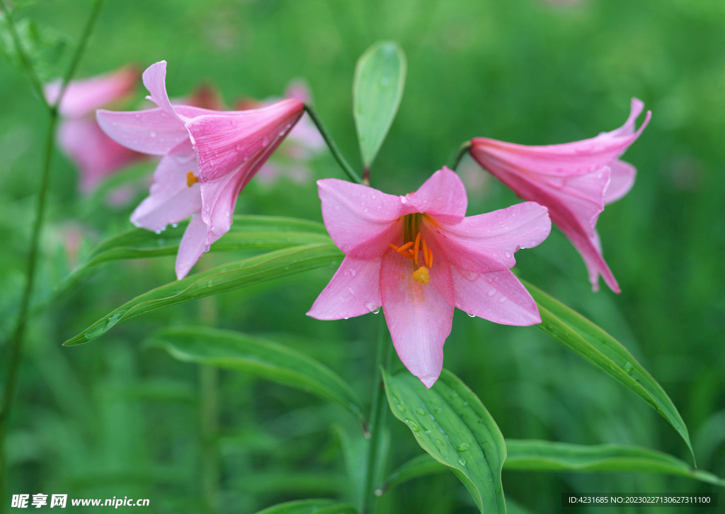 花