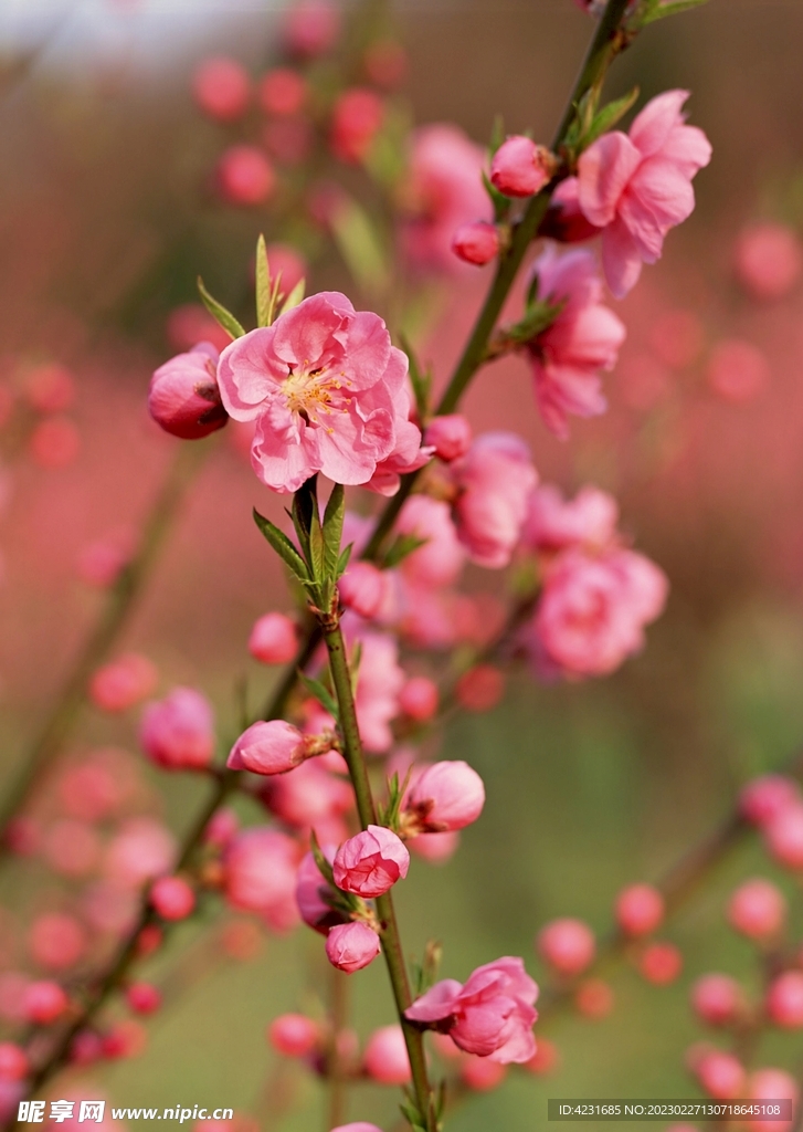 梅花