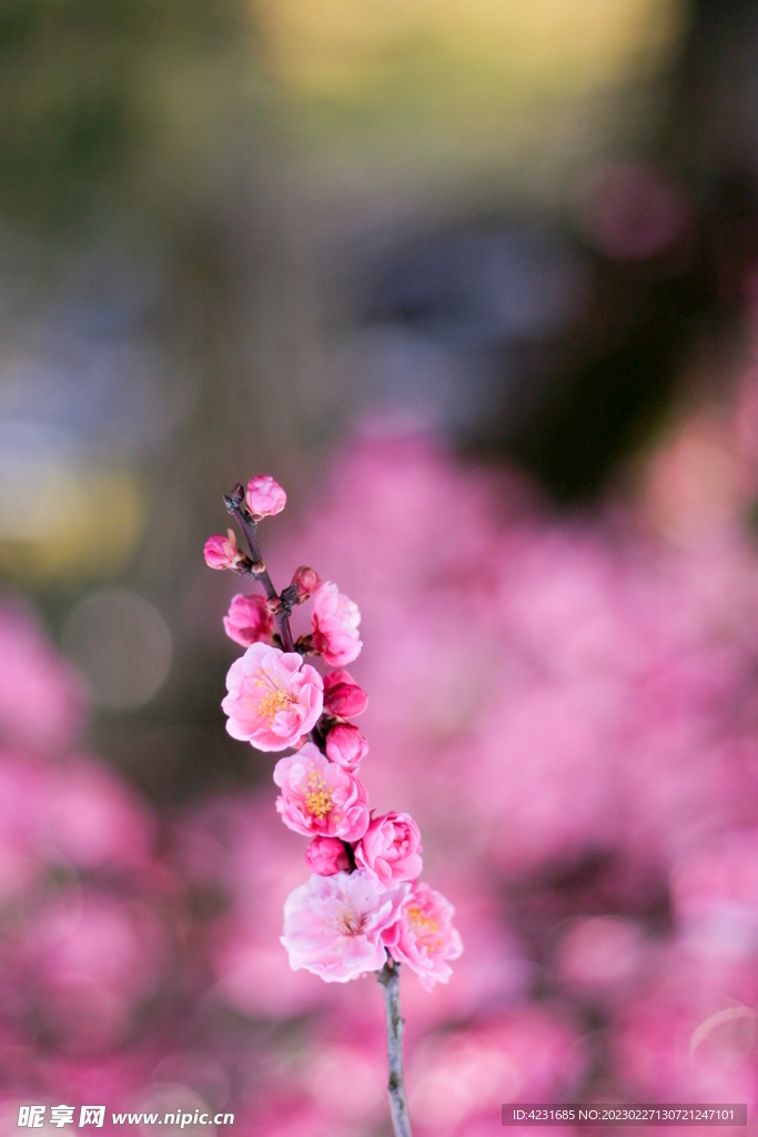 花草