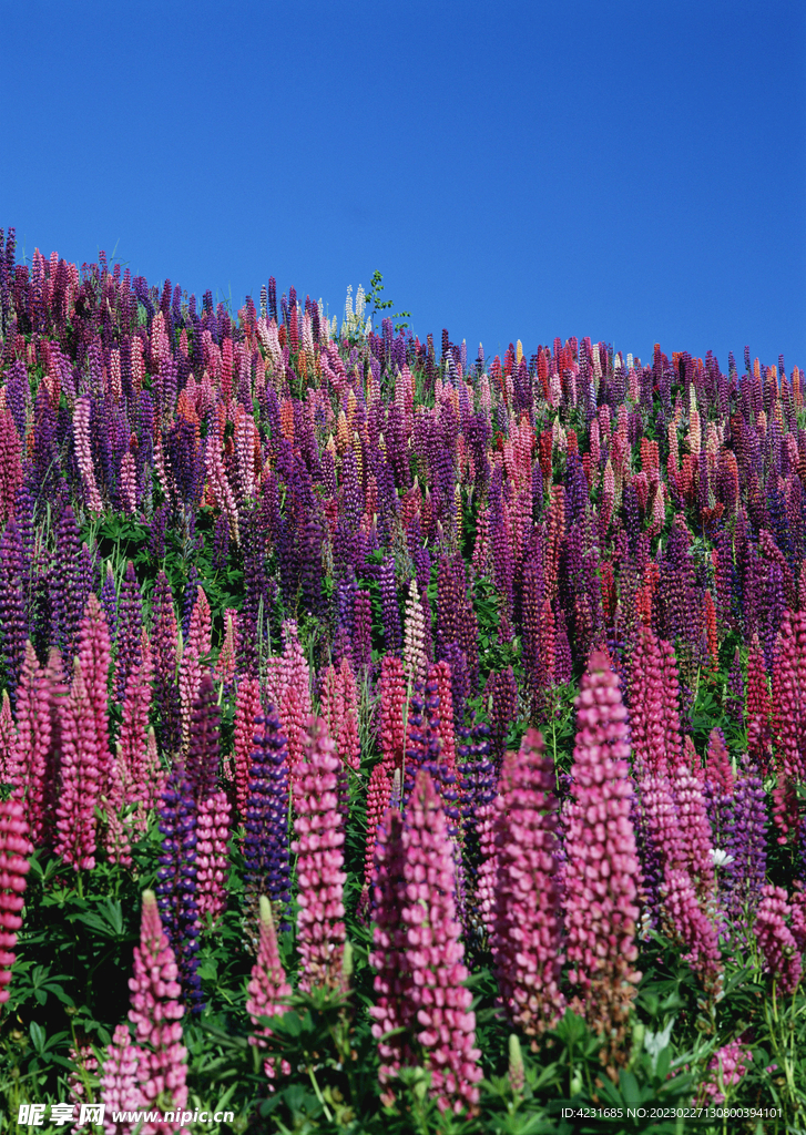 花海