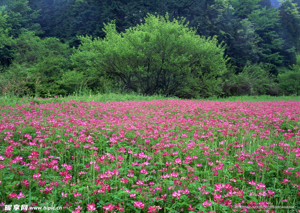 花海