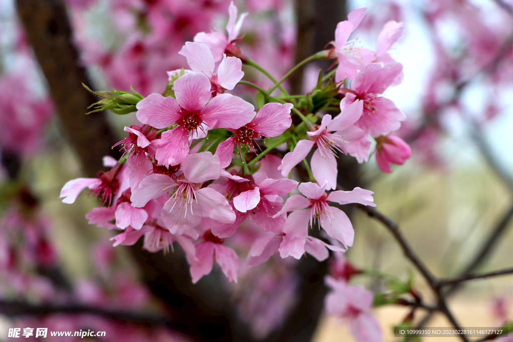 樱花