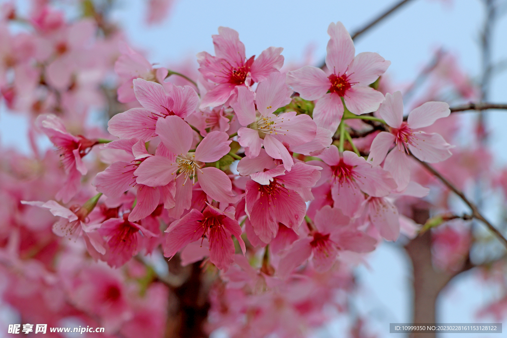 樱花