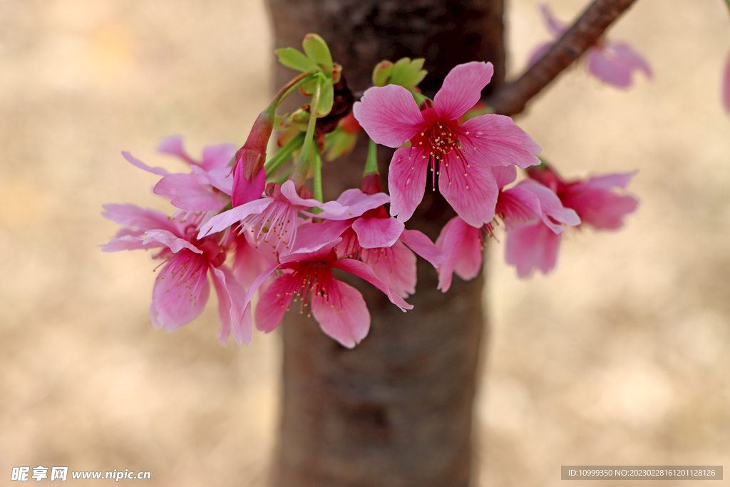 樱花