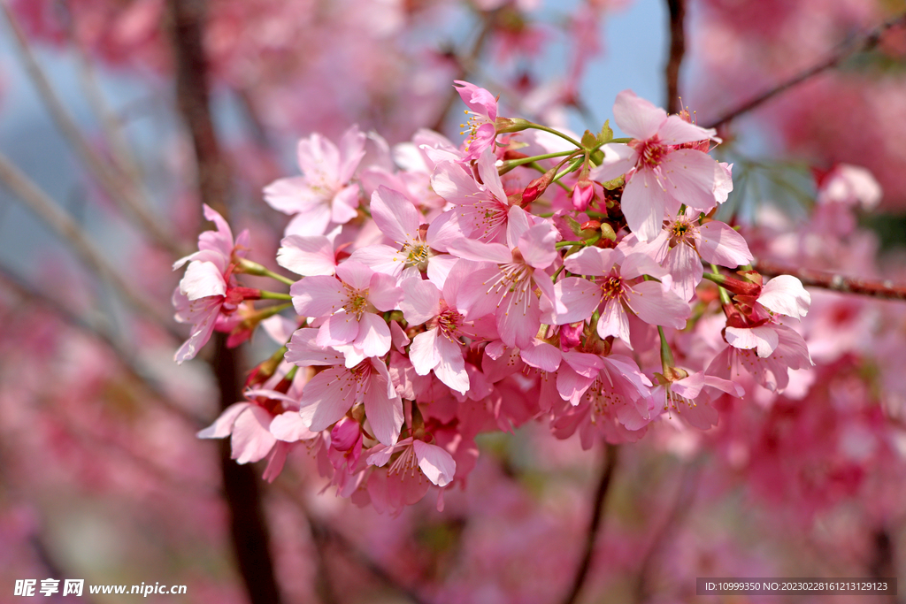 樱花