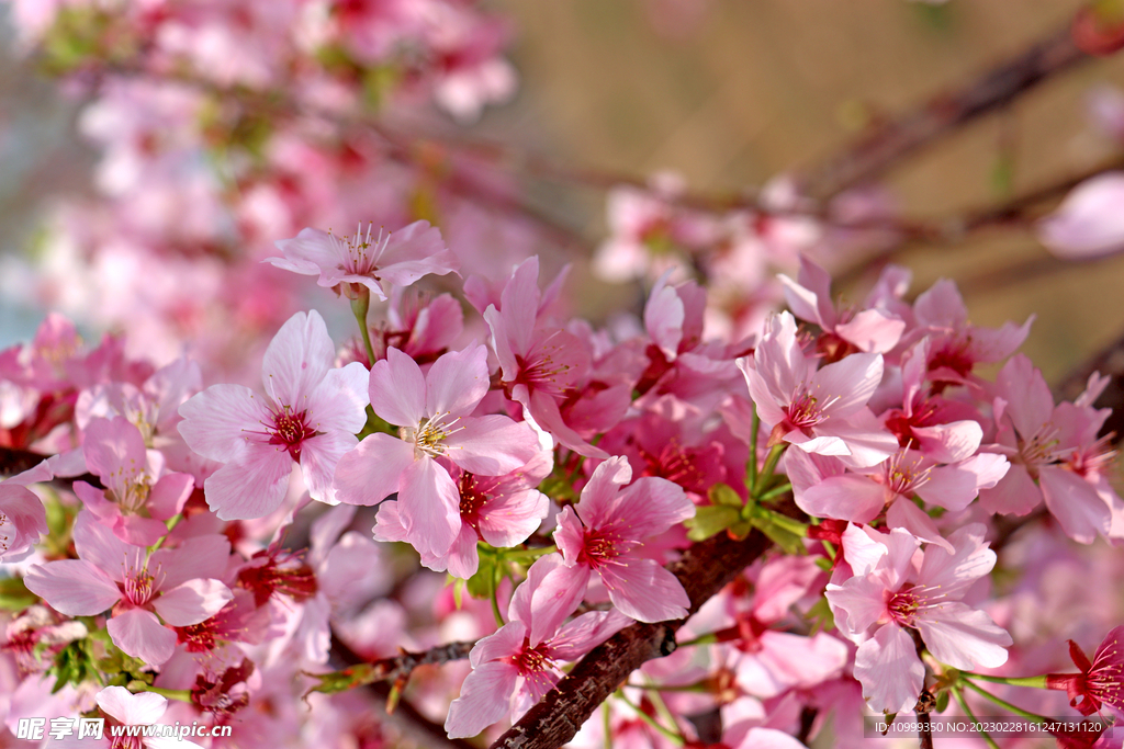 樱花