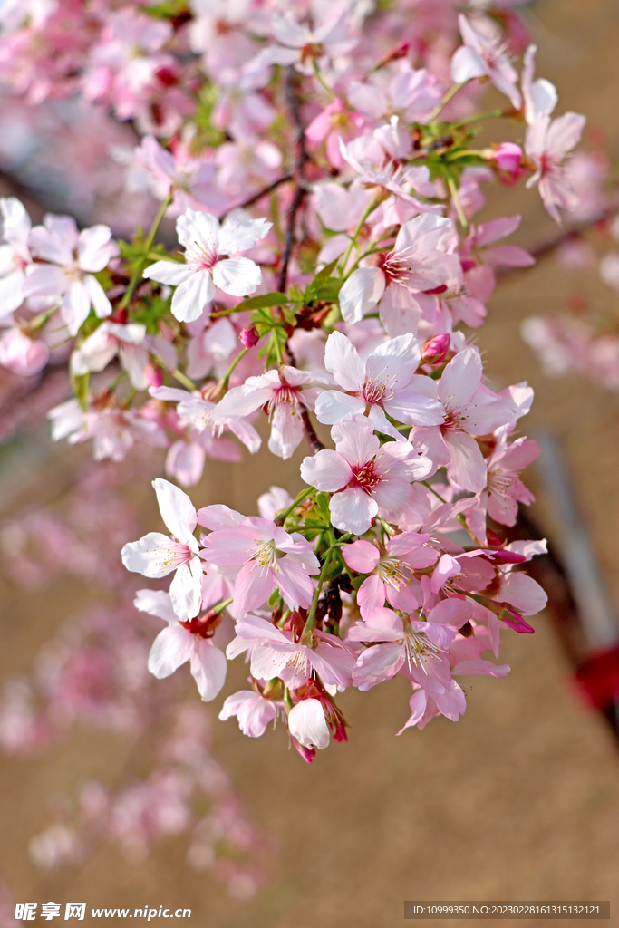樱花