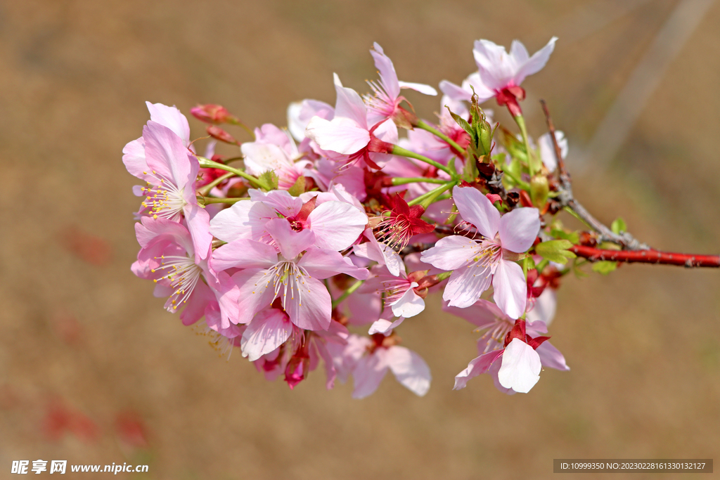 樱花