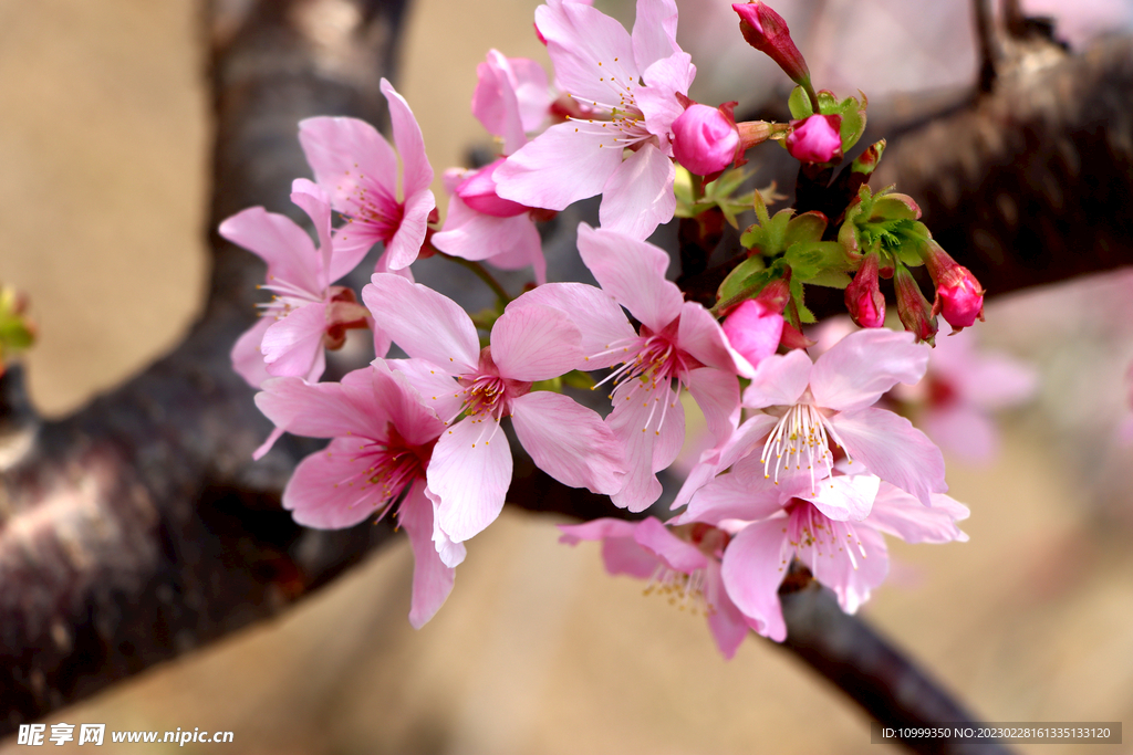 樱花