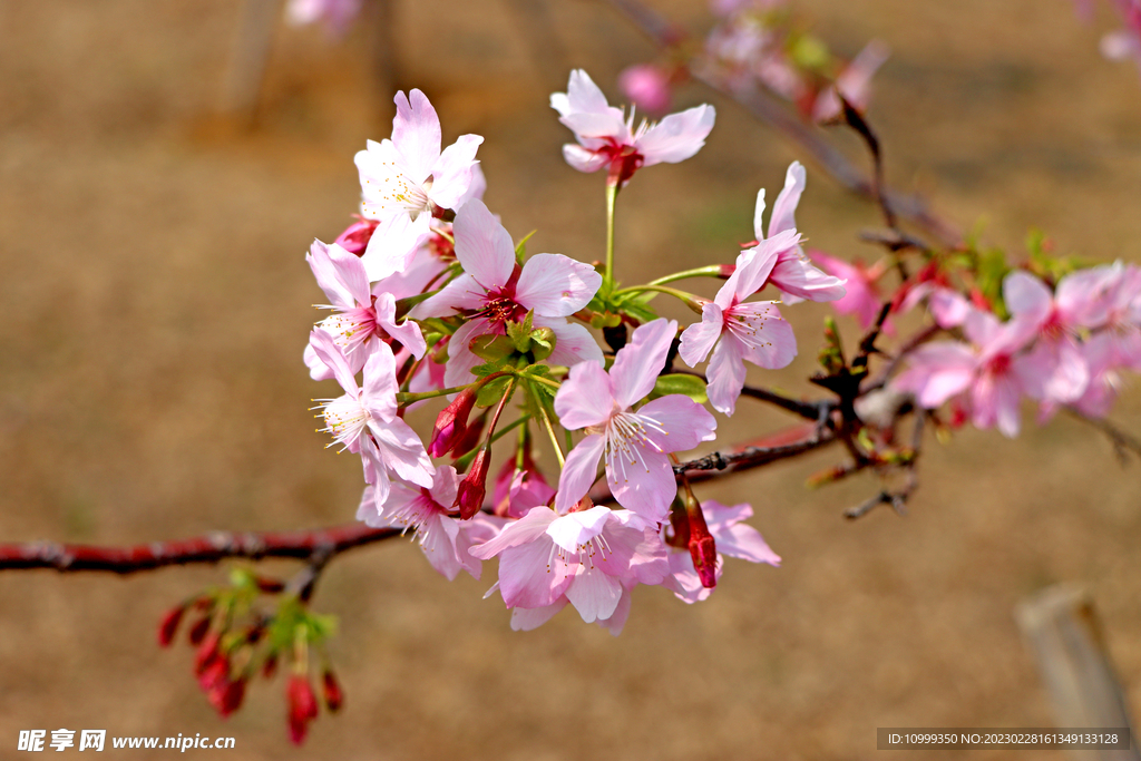 樱花