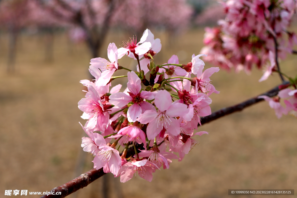 樱花