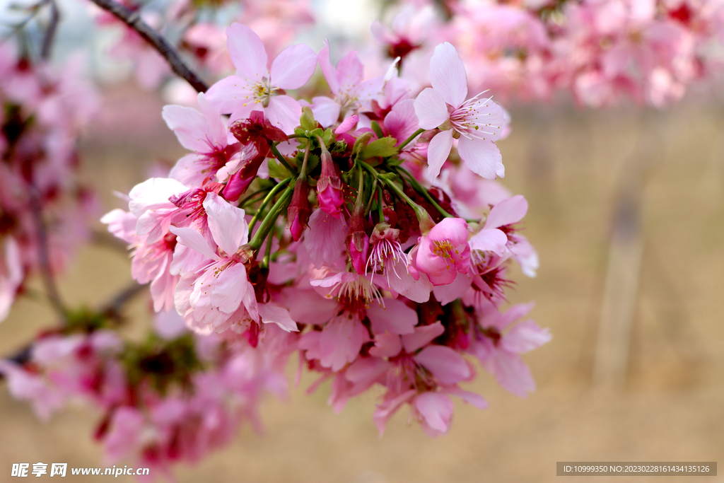 樱花