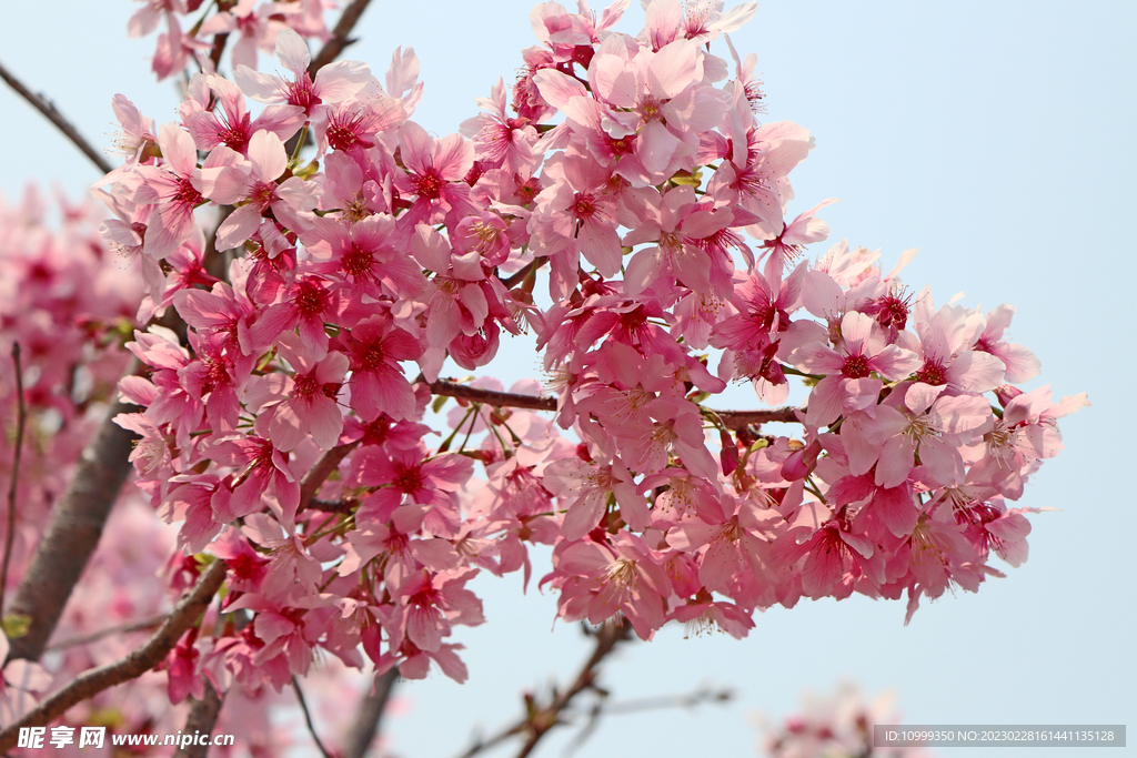 樱花