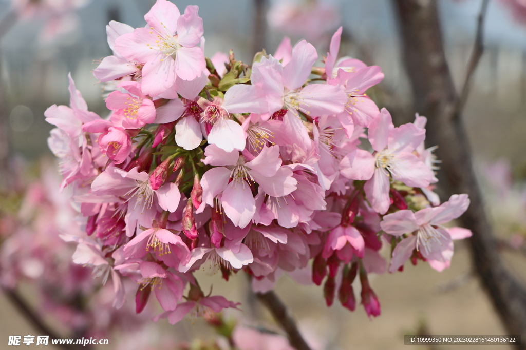 樱花