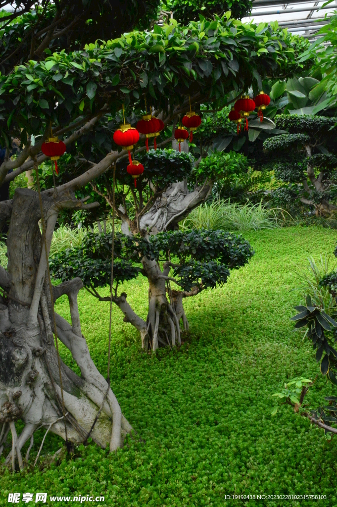 温室花草风景 