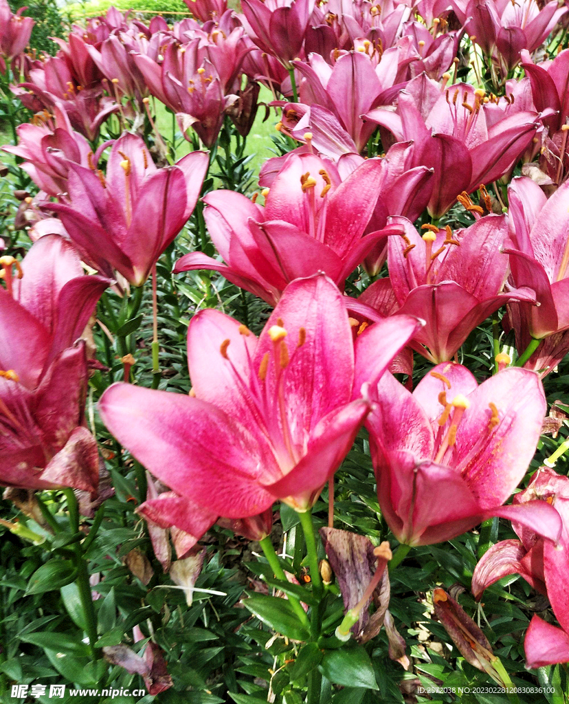 芳芬百合香