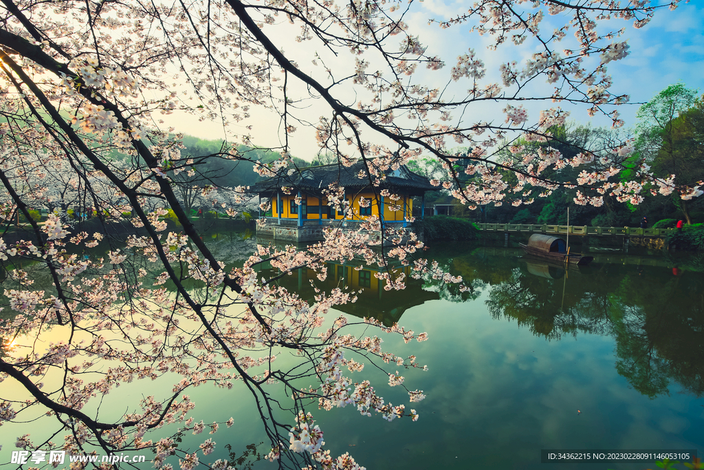 鼋头渚 樱花 春天 