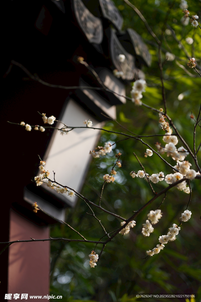 钱王祠梅花