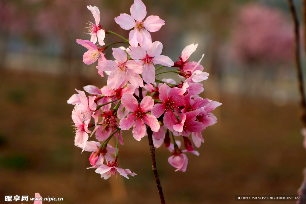 樱花
