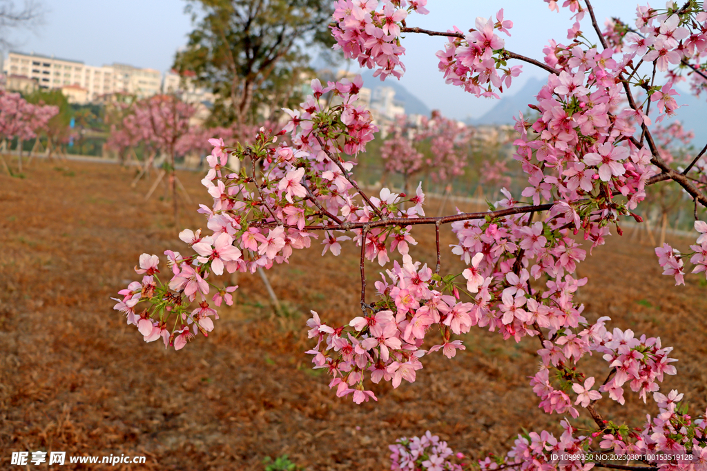 樱花