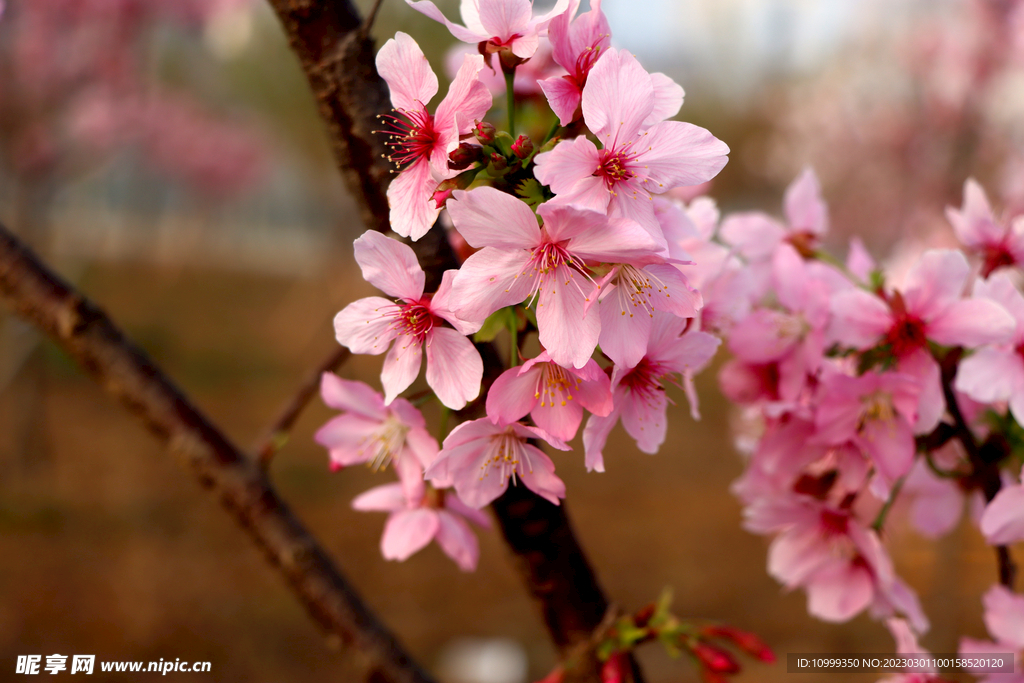 樱花