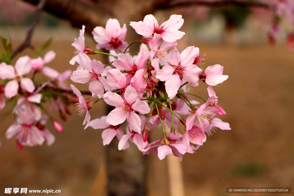 樱花