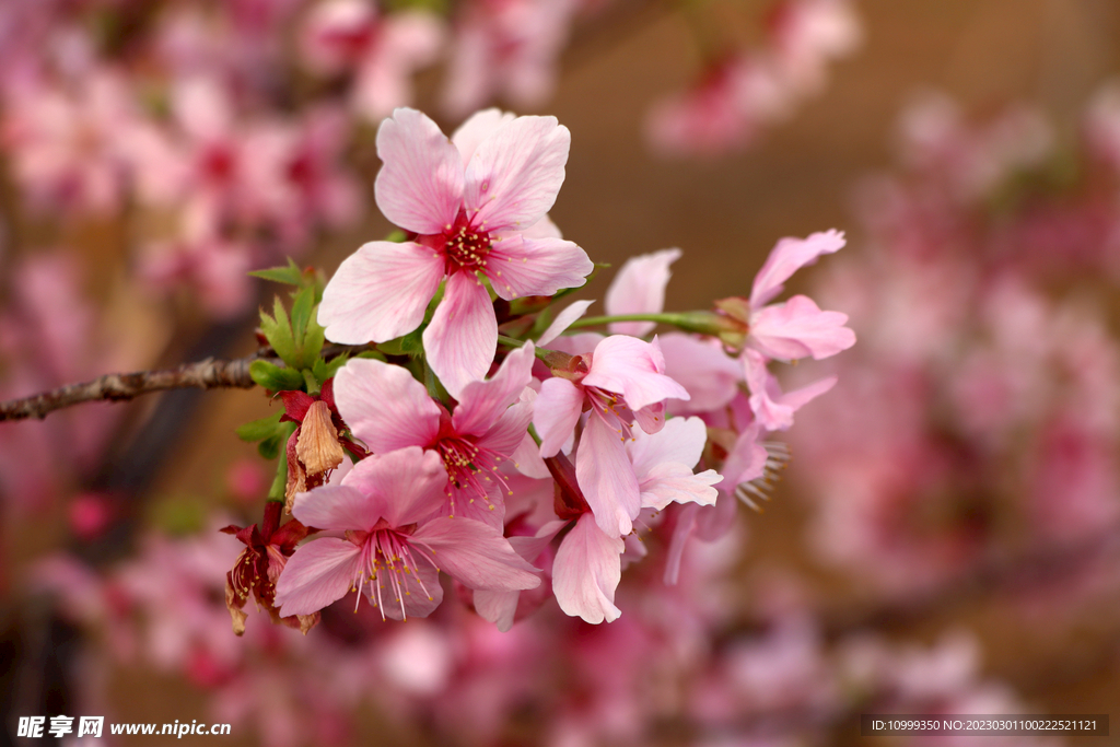 樱花