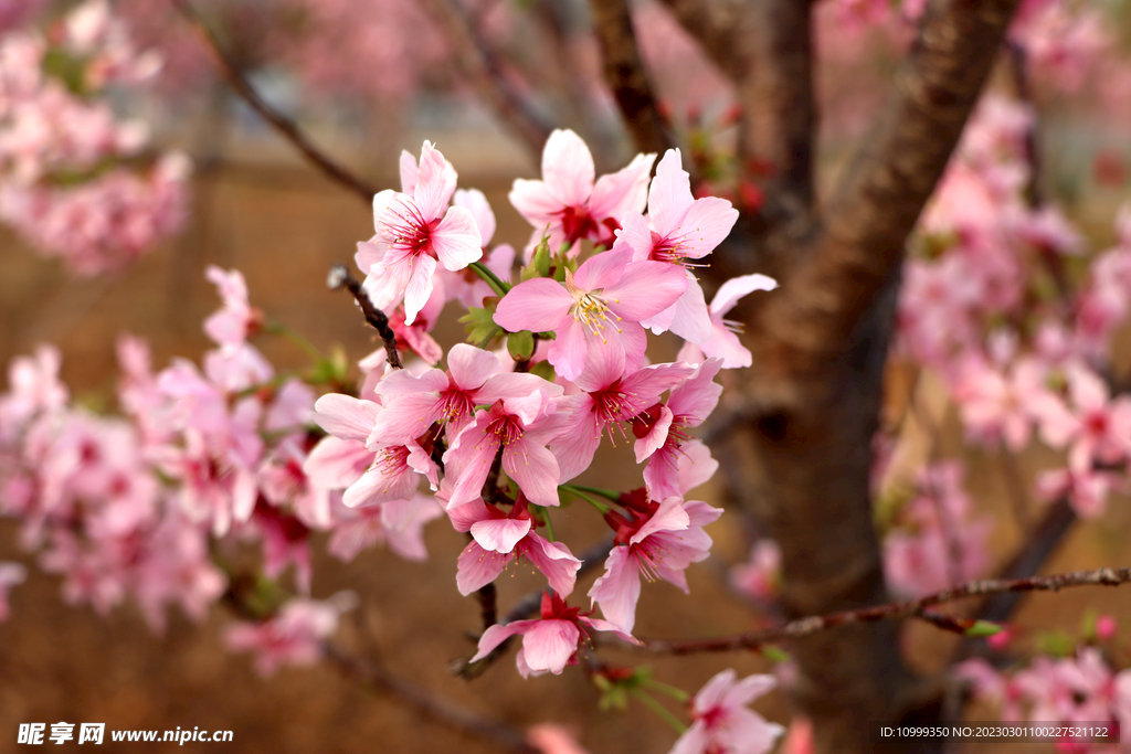 樱花