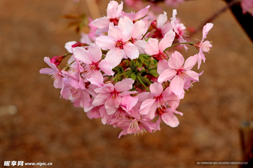 樱花