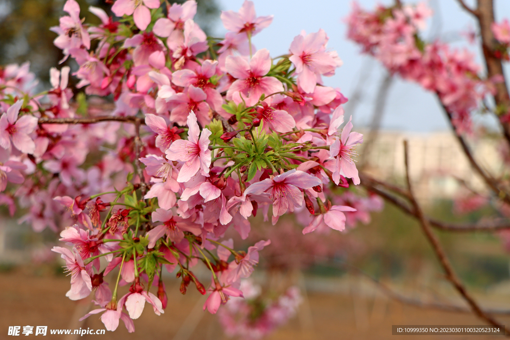 樱花