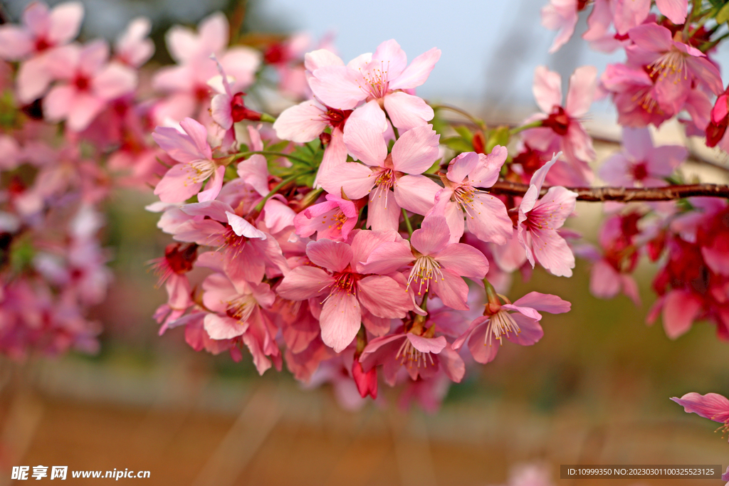樱花