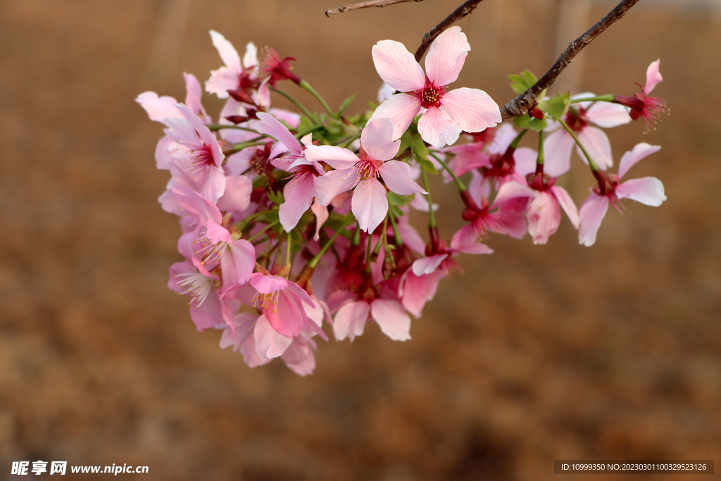 樱花