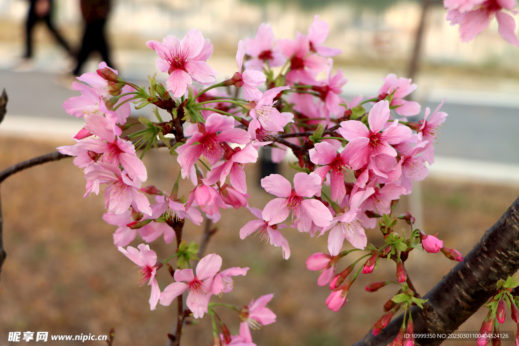 樱花