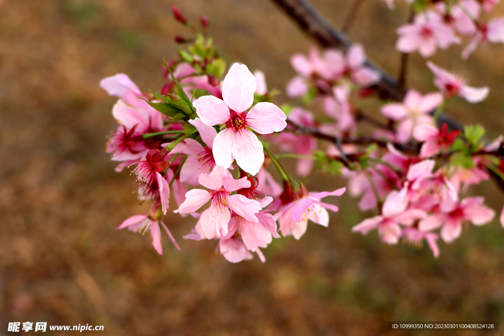 樱花