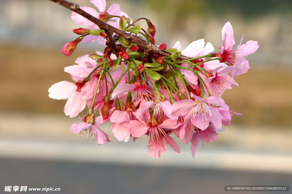 樱花