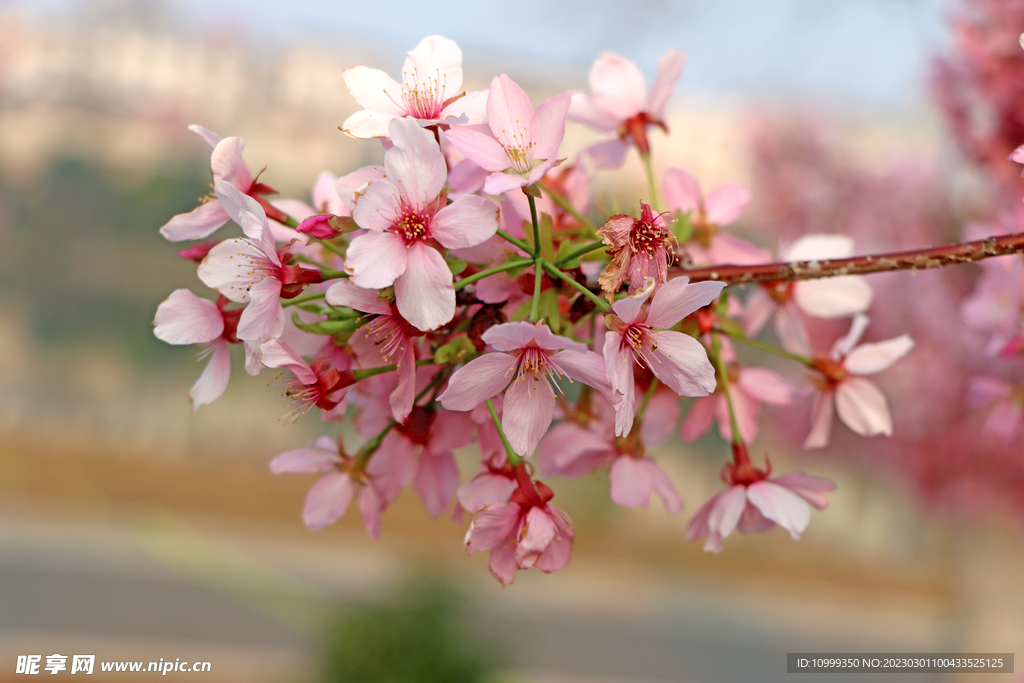 樱花