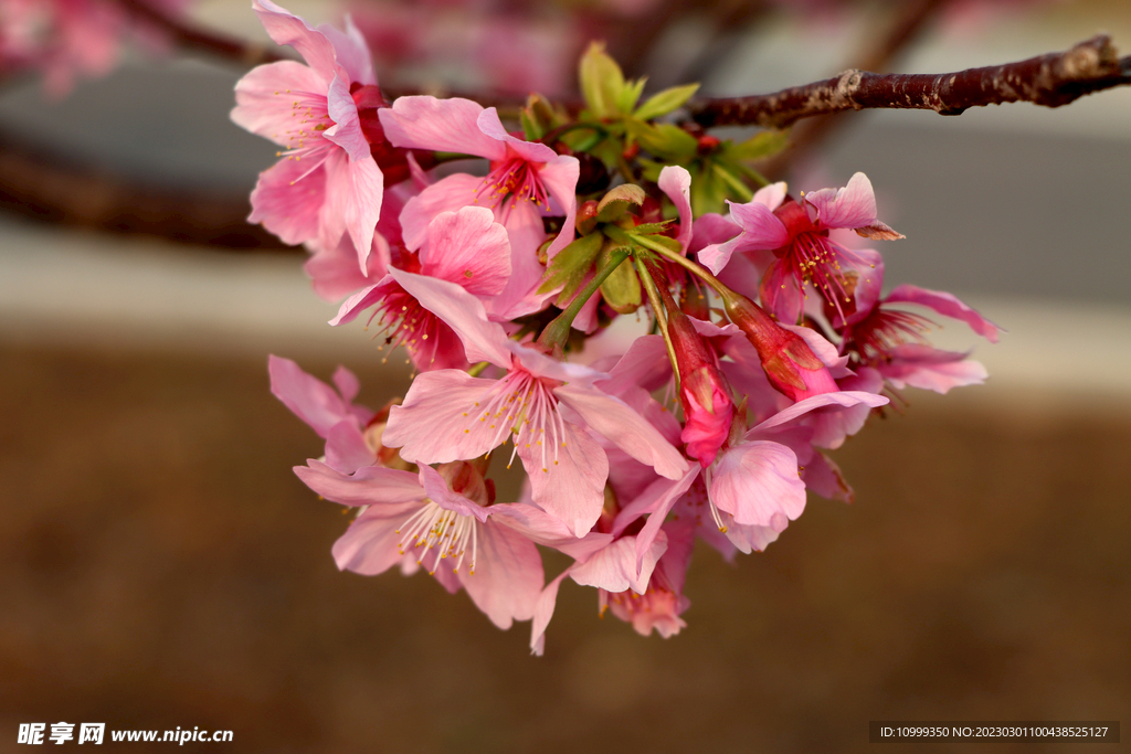 樱花