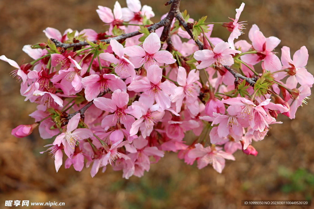 樱花