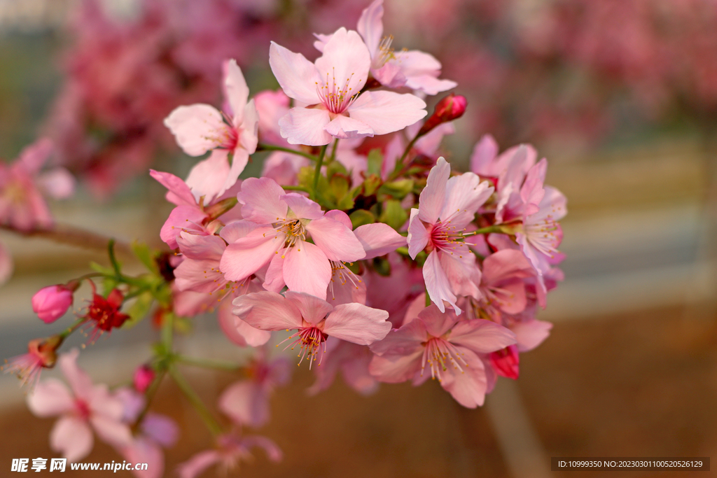 樱花
