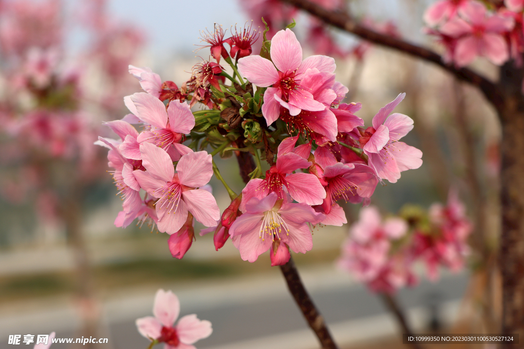 樱花