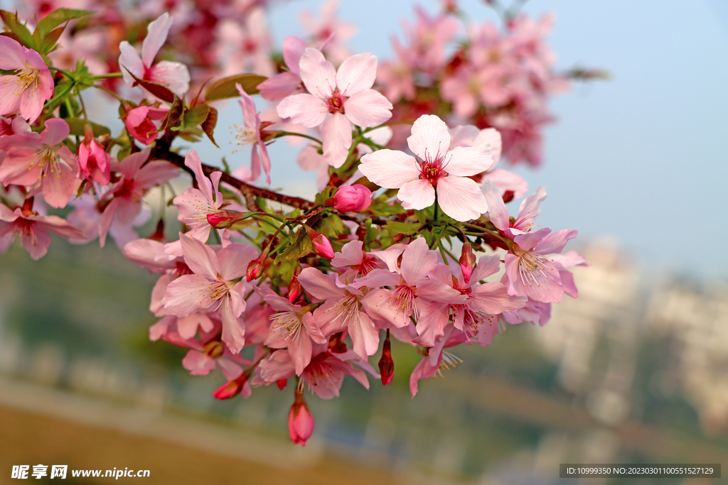 樱花