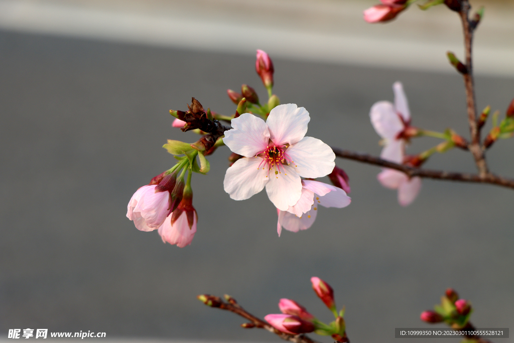樱花