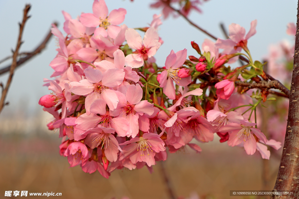 樱花