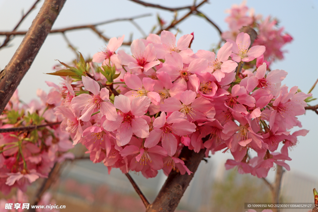 樱花