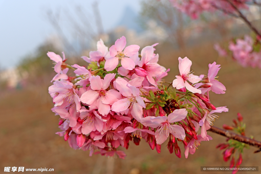樱花