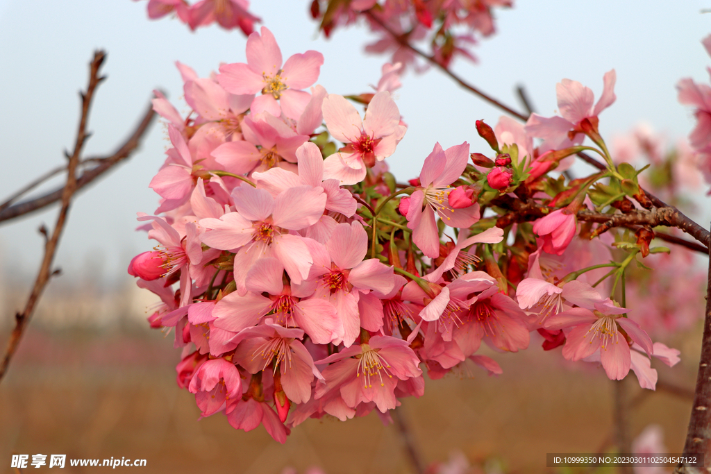 樱花