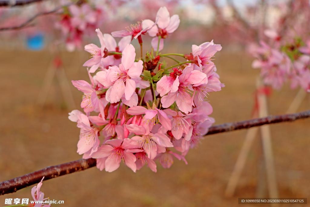 樱花